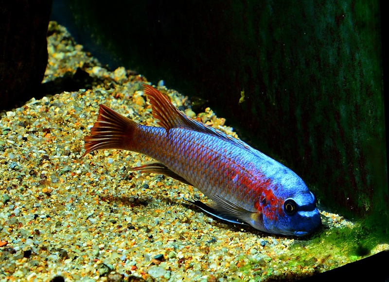Labeotropheus trewavasae 'Makankha Reef'